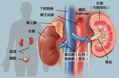 得了肾炎该怎么治疗？重庆中医馆治疗
